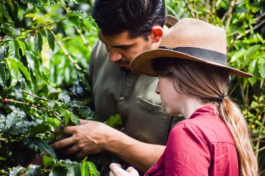 man and woman checking coffee plants