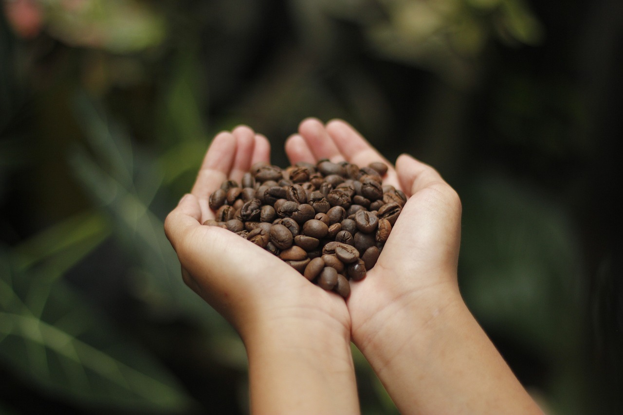 The Impact of Altitude on Coffee Bean Characteristics