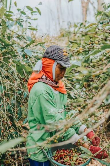 Organic Coffee Preserves the Health of Workers of Coffee Plantations 