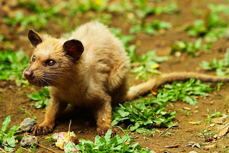 An Asian palm civet