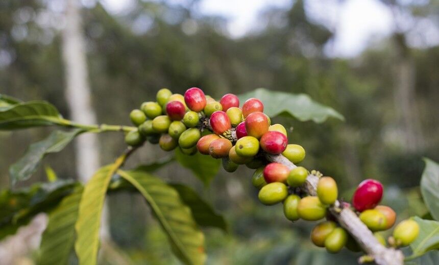 coffee cherries on a plant