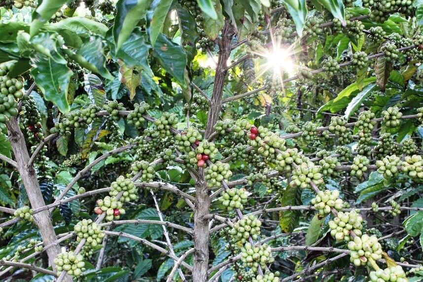 lots of coffee beans on a tree