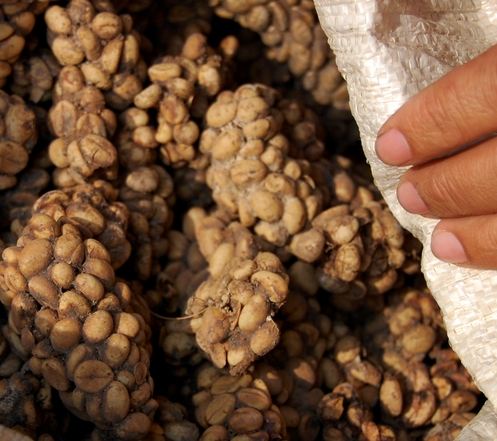 KopiLuwak, the coffee beans defecated by a Civet Cat.