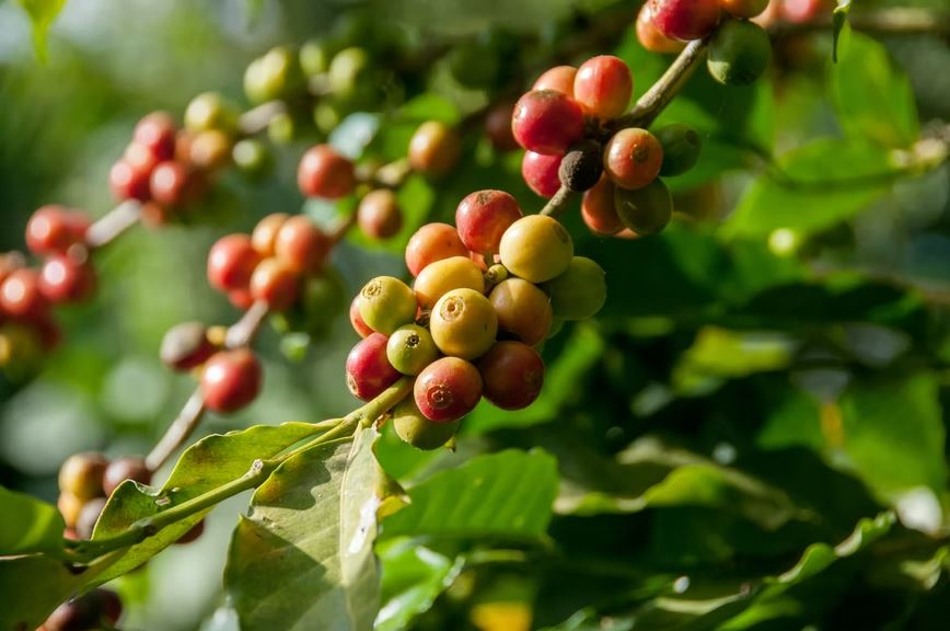 Image showing unripe coffee beans.