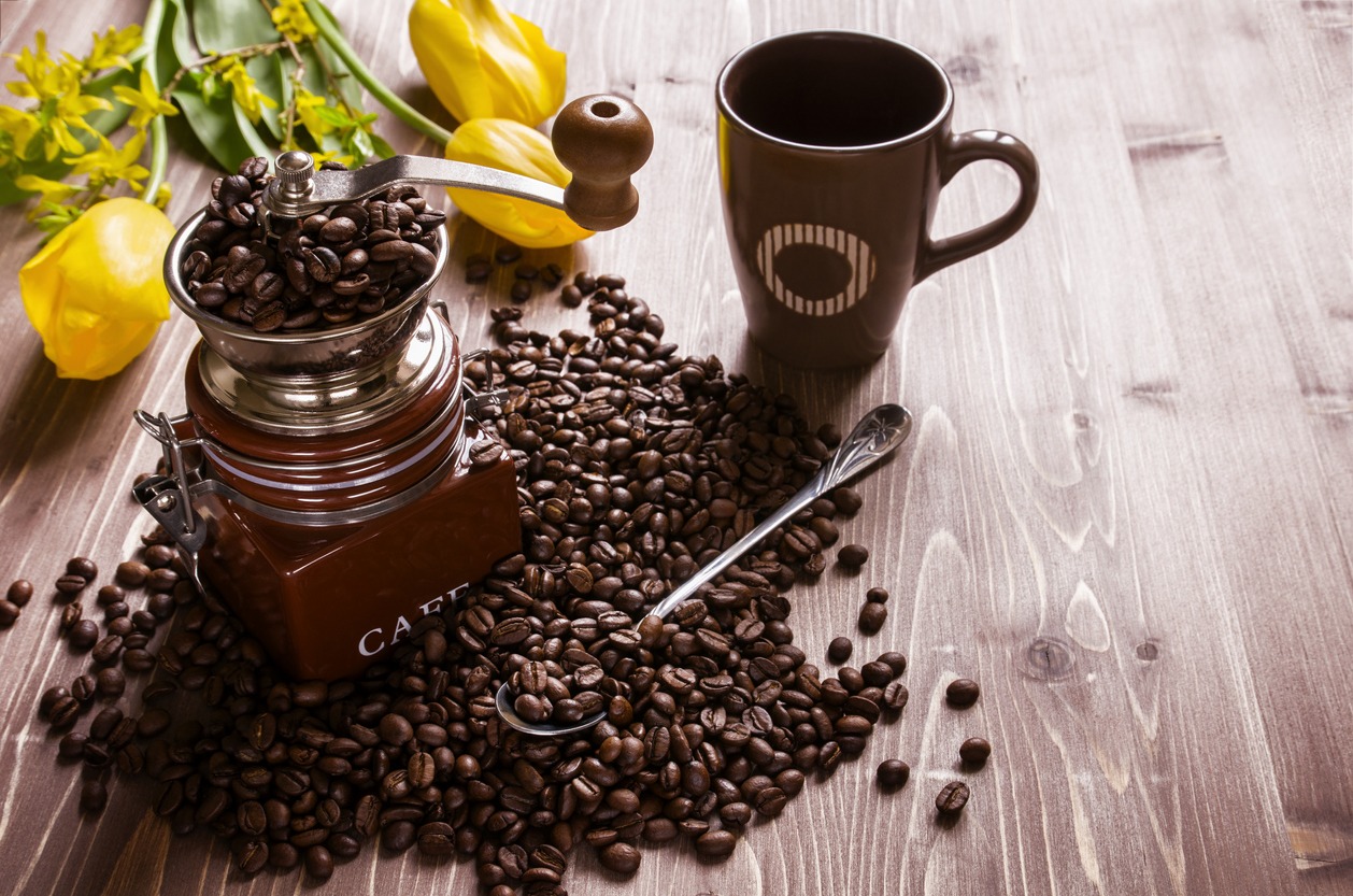 Coffee beans with coffee grinder and yellow tulips on brown wooden background.