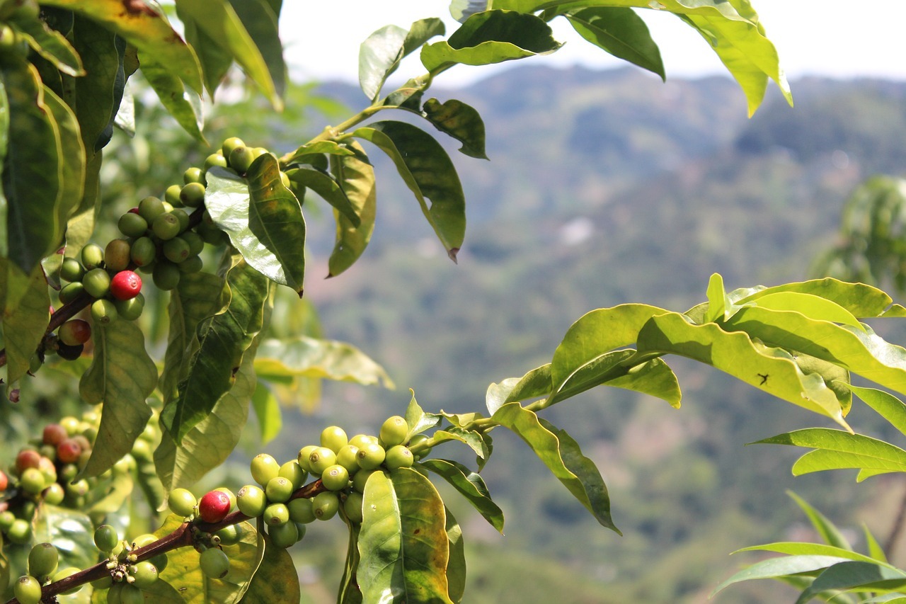 coffee beans ready for picking