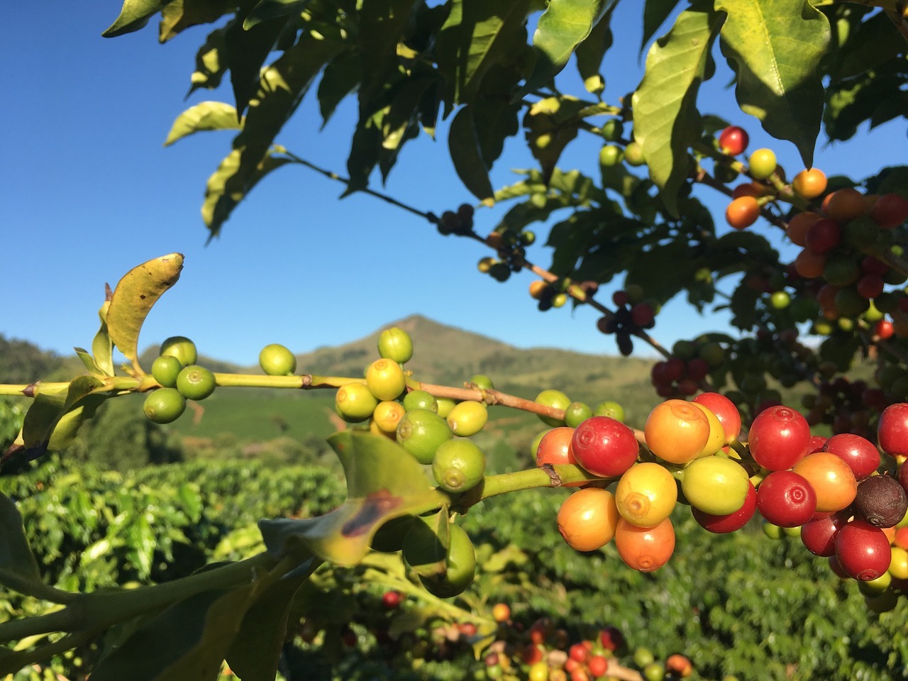 coffee beans with mountain as background