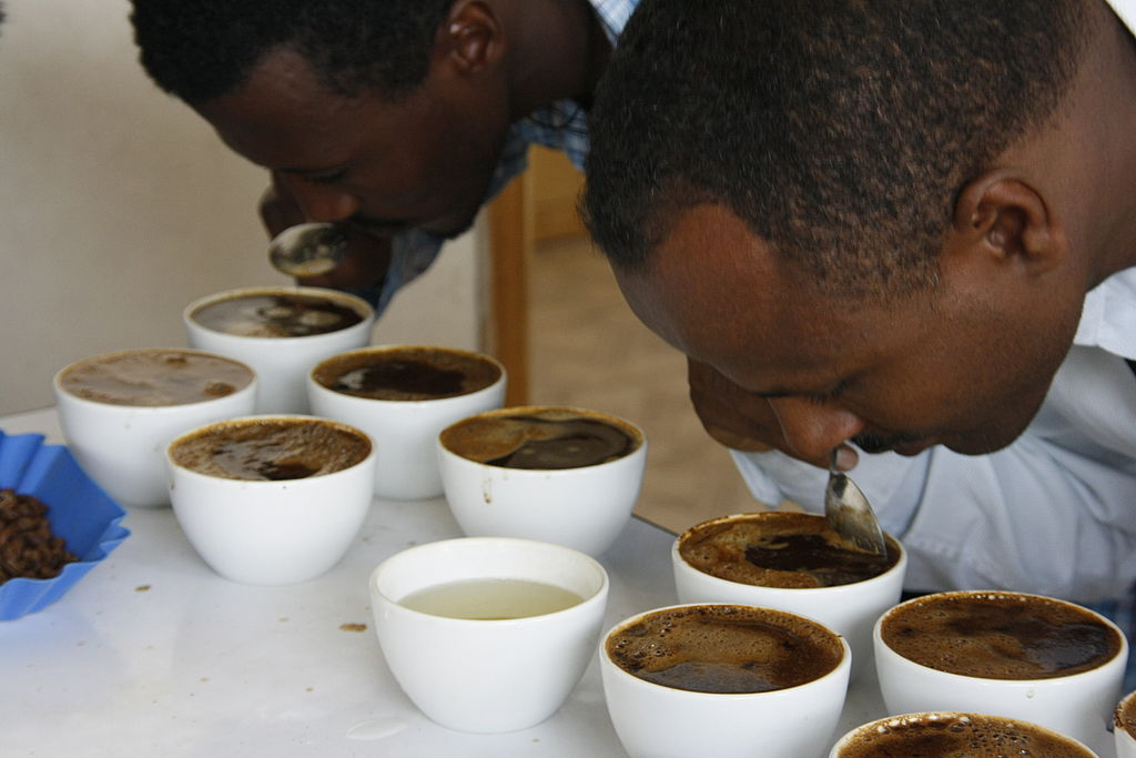 Coffee cuppers reviewing the aromas of the coffee